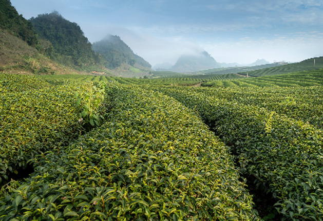Are there any specific rituals or ceremonies associated with the consumption of China green tea?